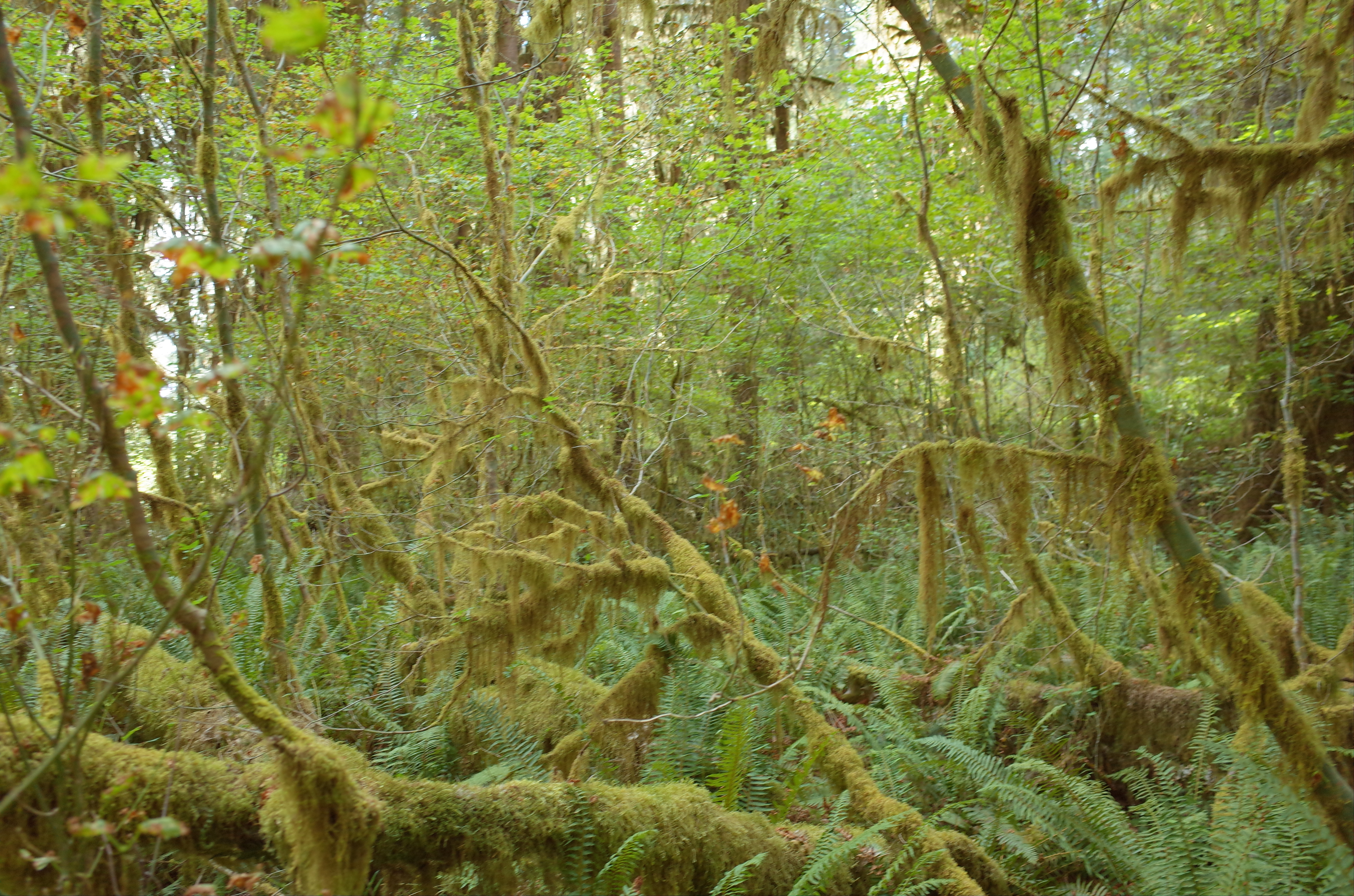 Olympic Peninsula, Washington